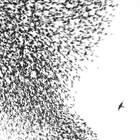 Wilco