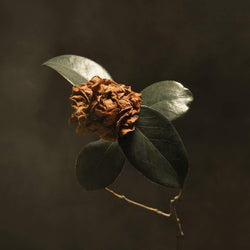 St Paul & The Broken Bones