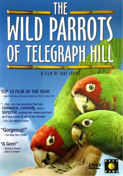 The Wild Parrots Of Telegraph Hill